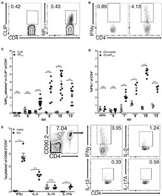 Kinetics and Phenotype of the CD4 T Cell Response to Influenza Virus Infections